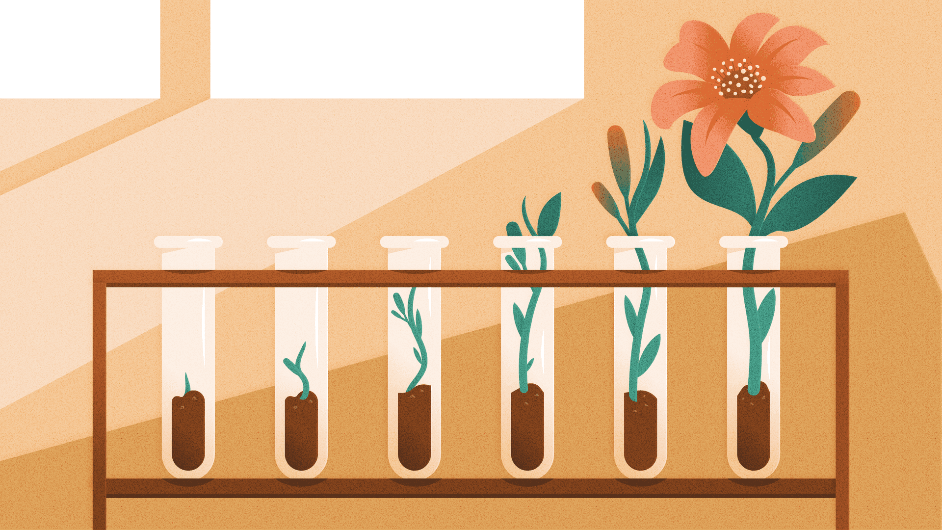 A rack of six test tubes contains plants at different growth stages, developing from a seedling on the left into a flower on the right.